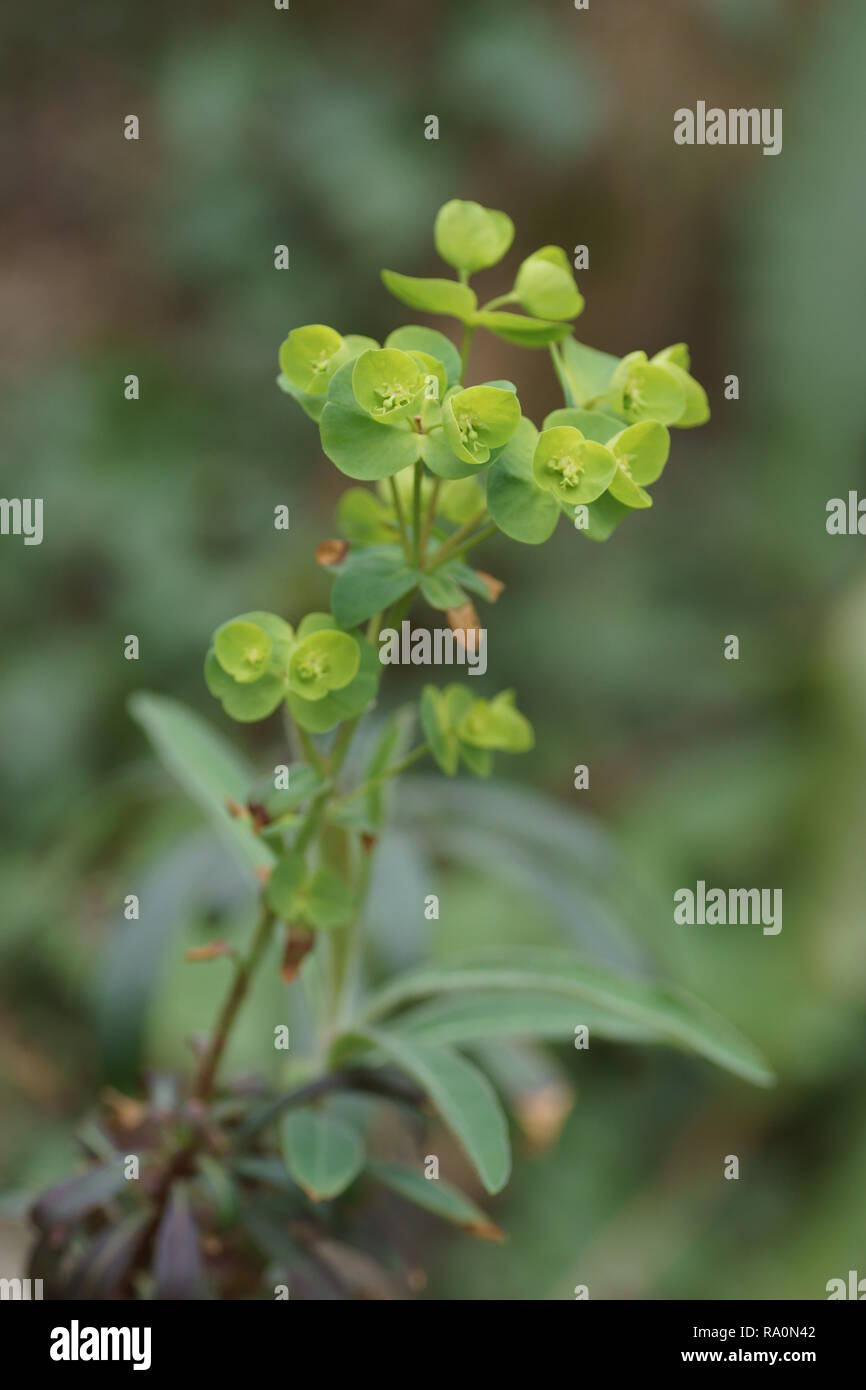 Euphorbia amygdaloides Stock Photo