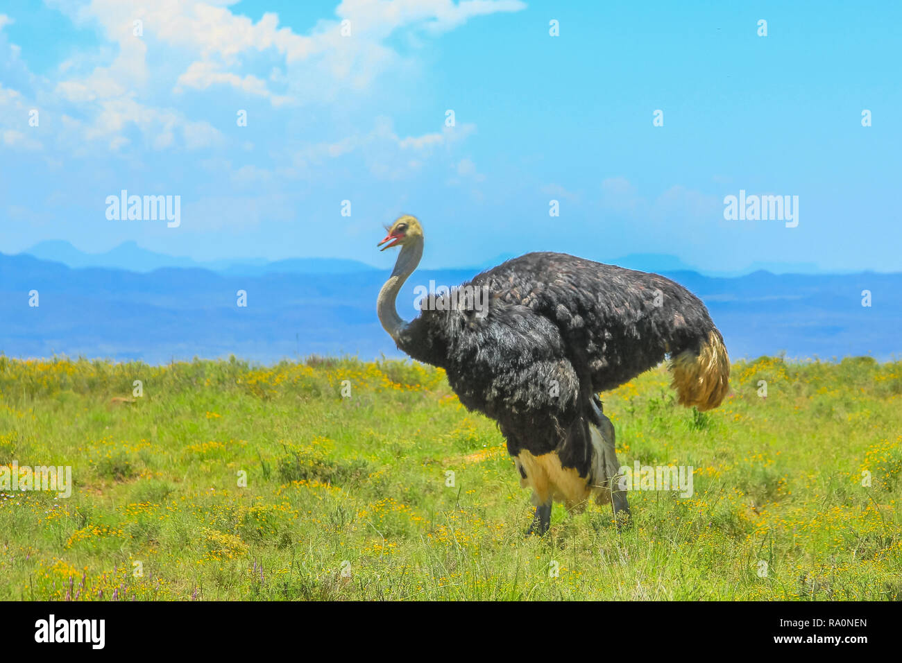 African wild ostrich standing on grass background in the grassland of Zebra Mountain National Park, Eastern Cape, South Africa. copy space with grass and blue sky Stock Photo