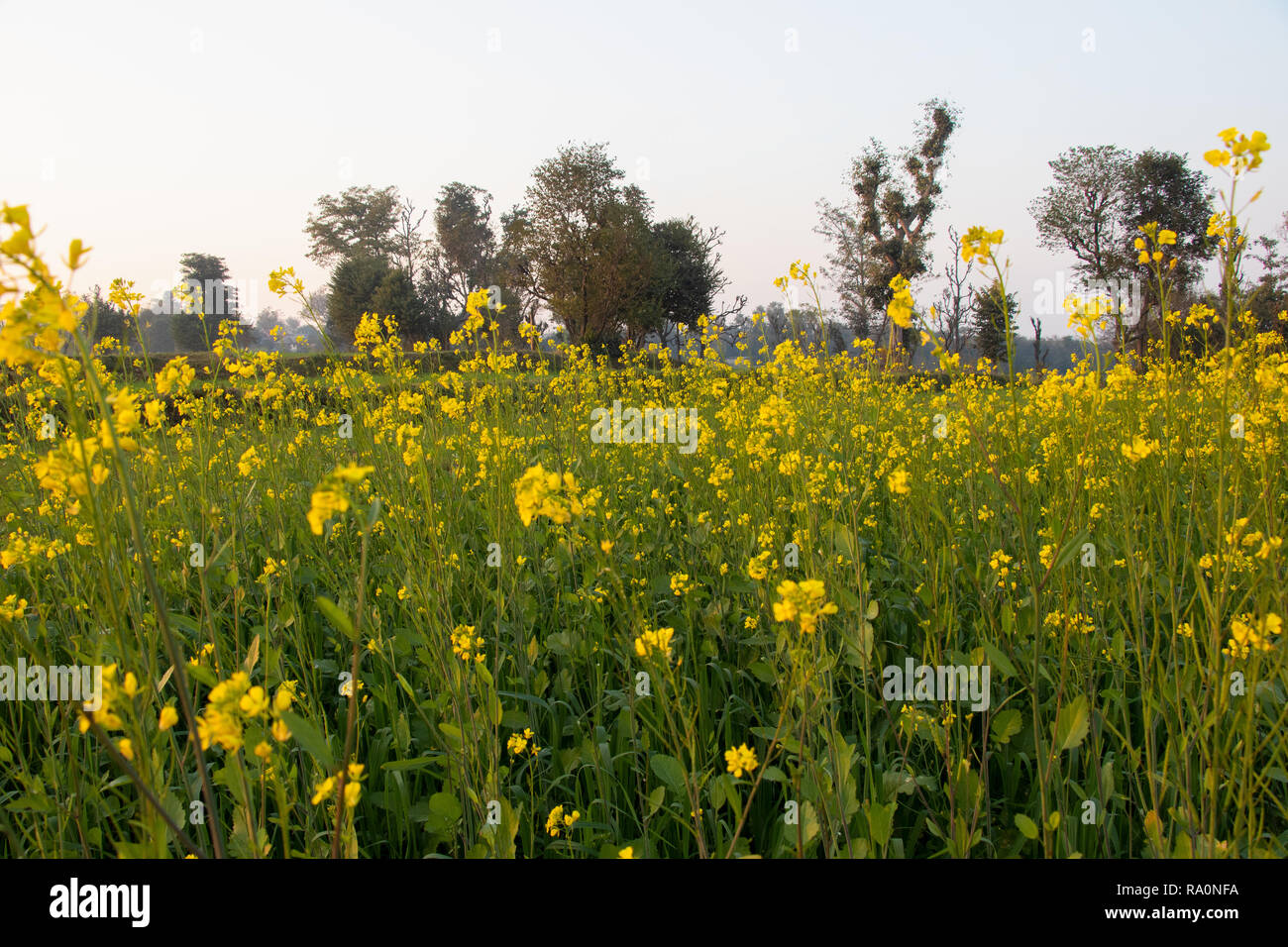 Mustard plant flower, become mustard seed , use for species and oil Stock Photo