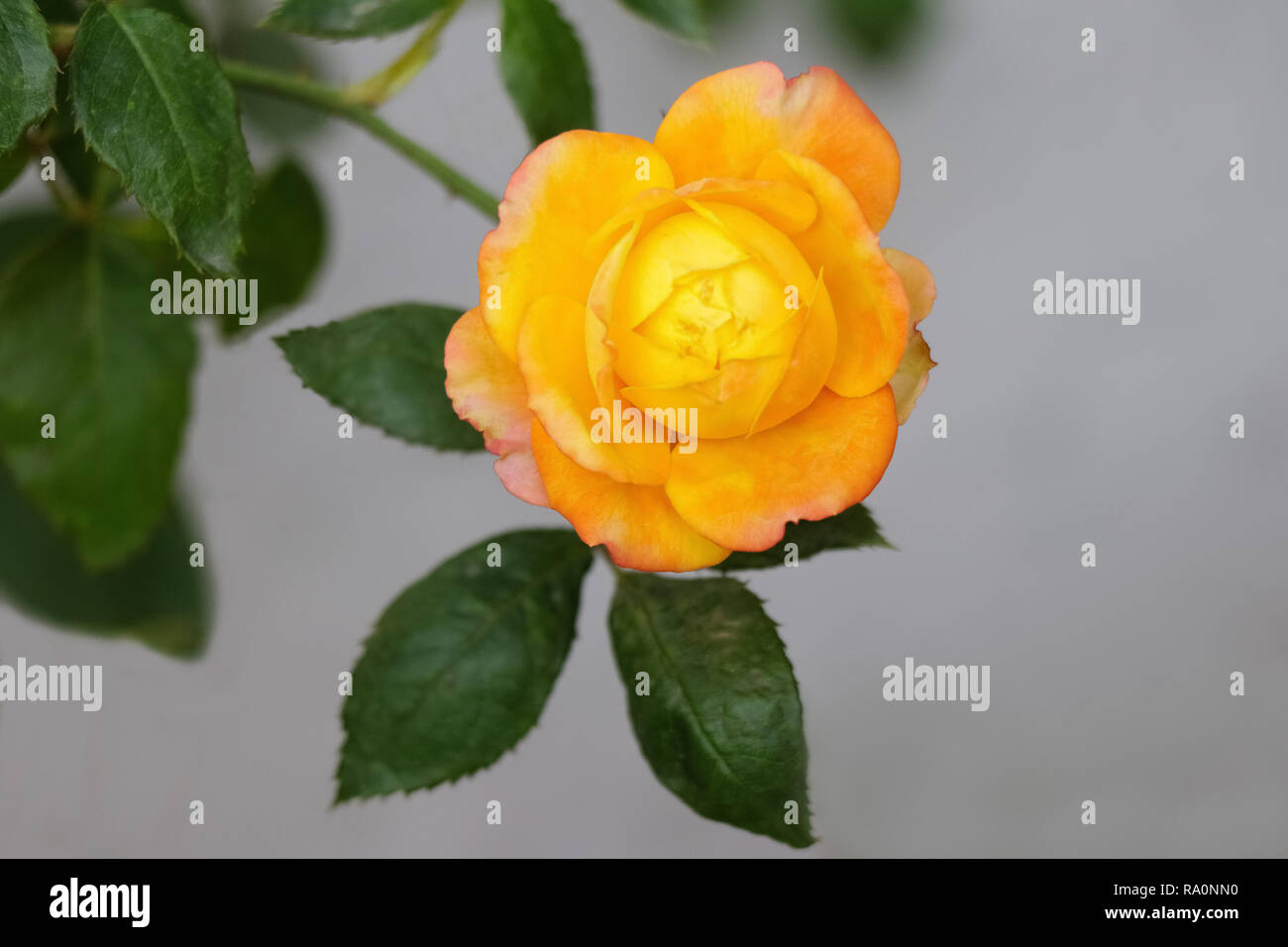 Goden yellow rose with green leaf blooming in garden, single rose Stock Photo