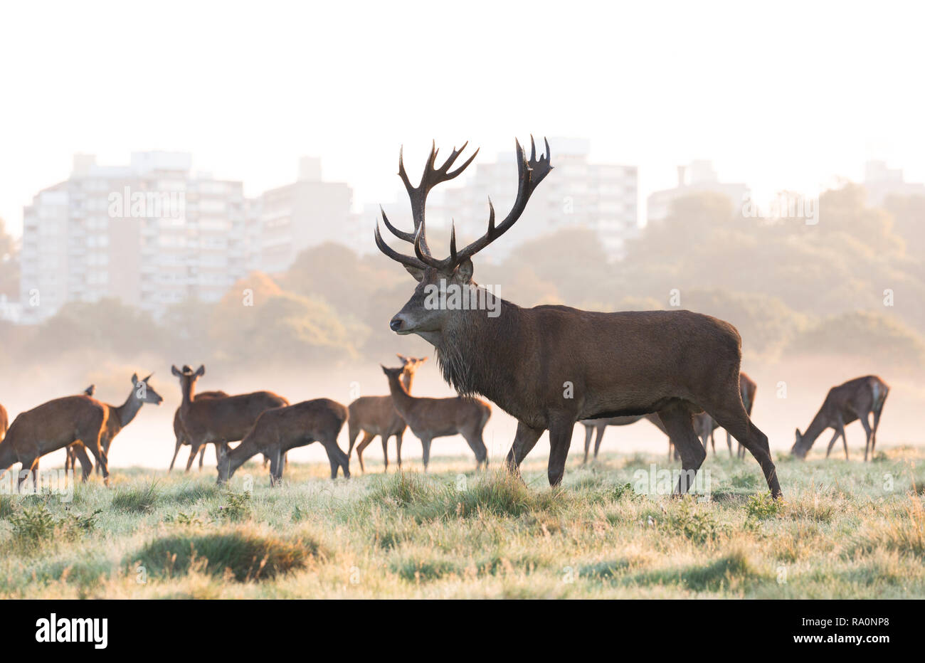 Red deer in Richmond Park during the rutting season. Stock Photo