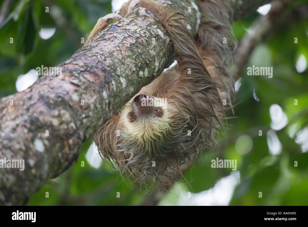 A wild two toed sloth in Costa Rica. Stock Photo