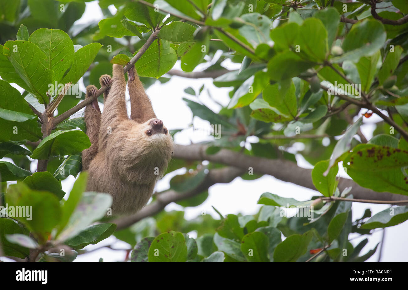 A wild two toed sloth in Costa Rica. Stock Photo