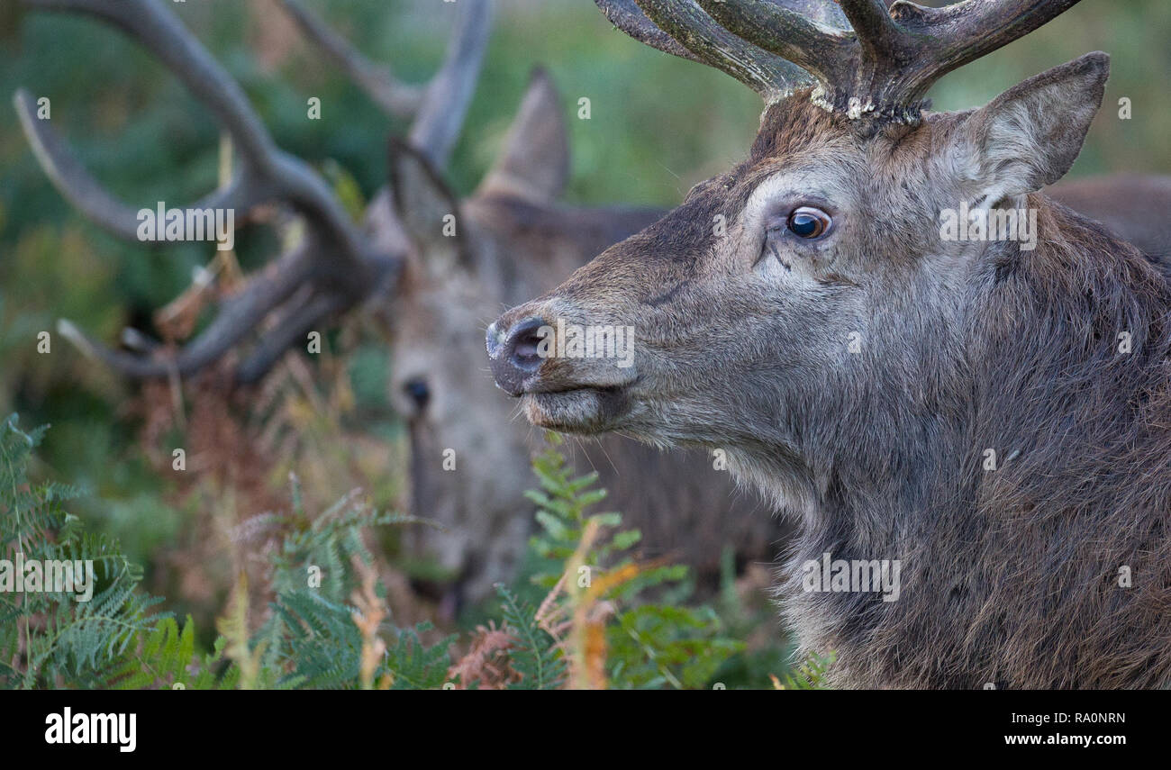 Red deer in Richmond Park during the rutting season. Stock Photo