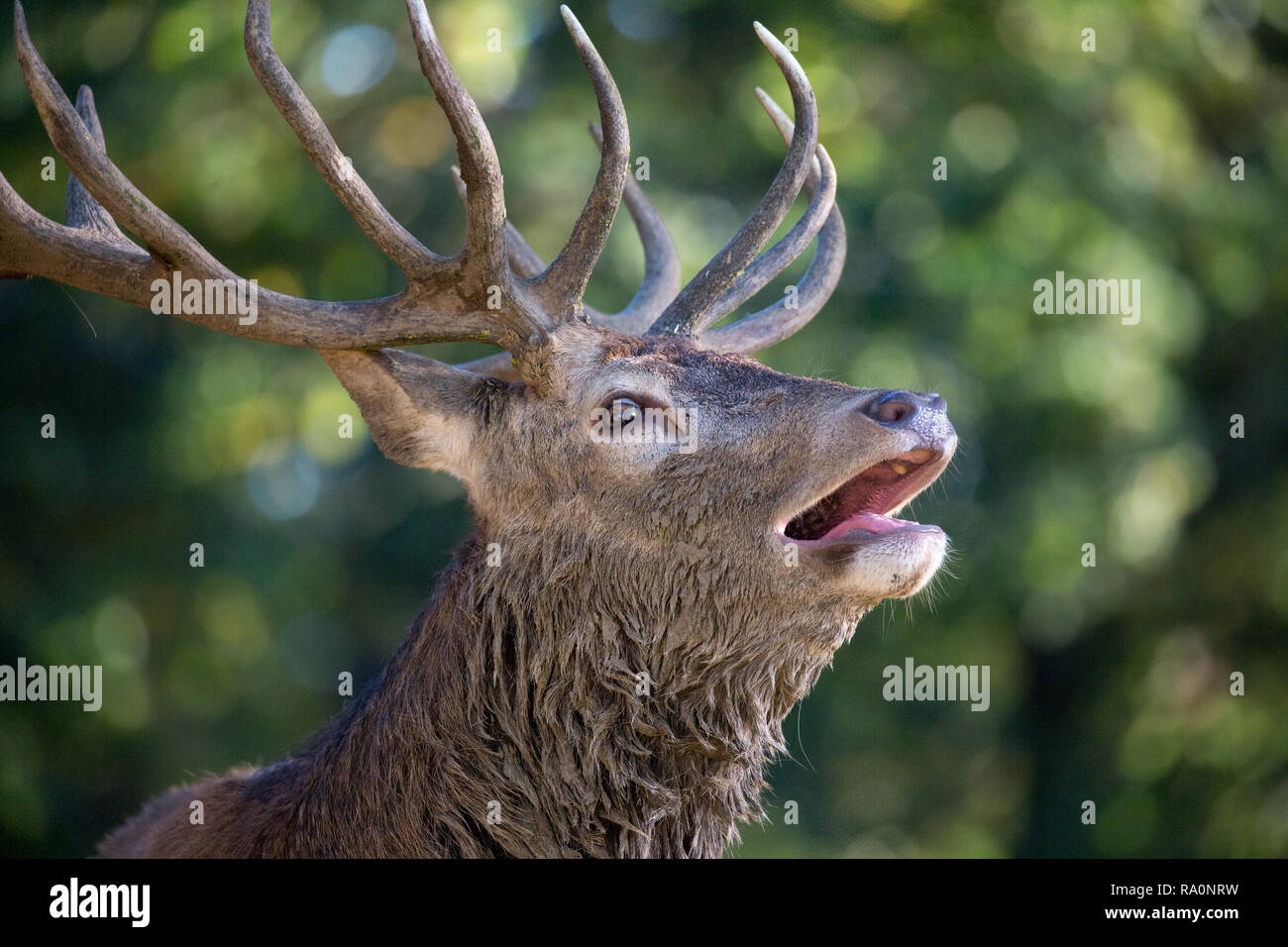 Red deer stag bellowing during rut in richmond park hires stock