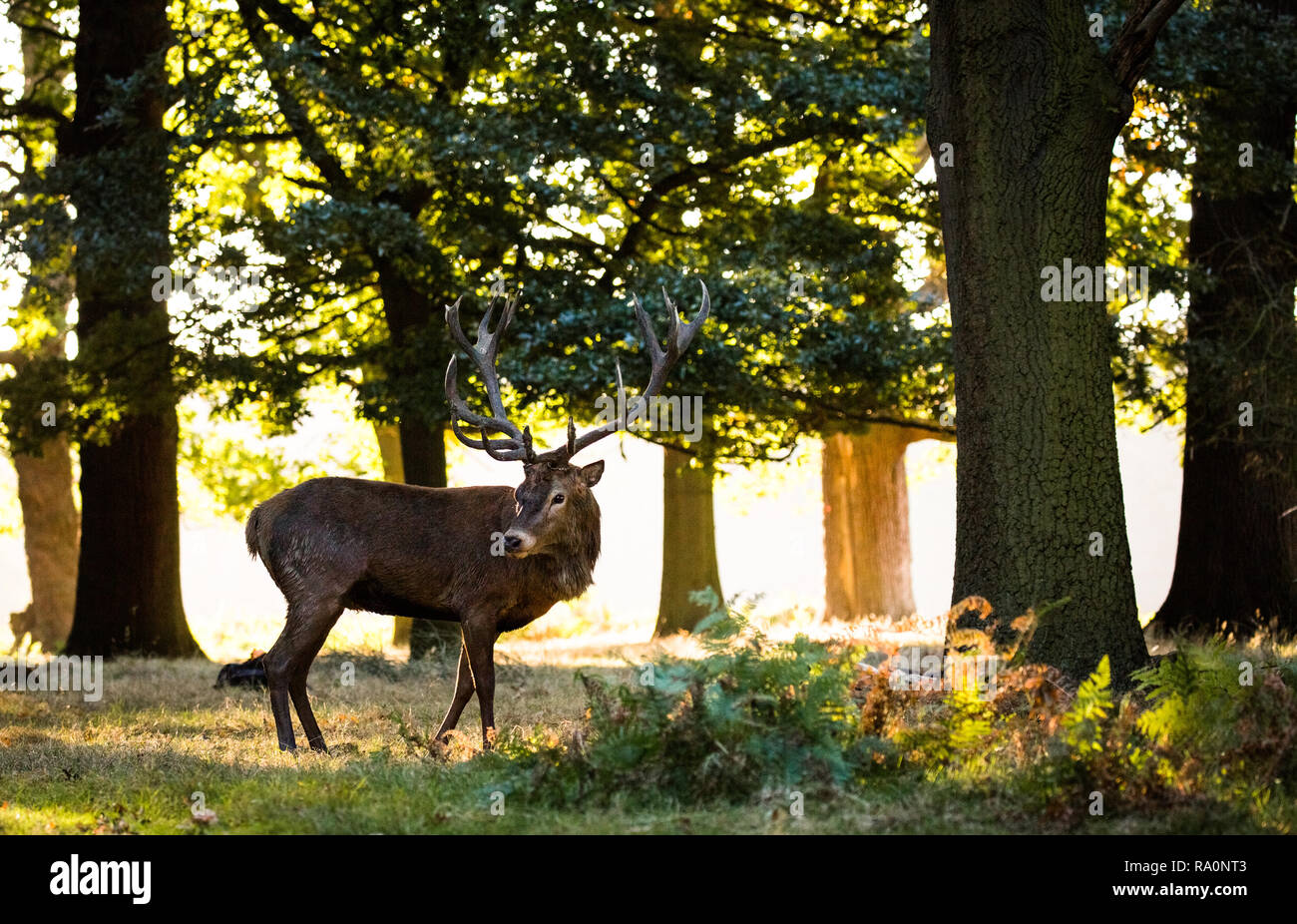 Red deer in Richmond Park during the rutting season. Stock Photo