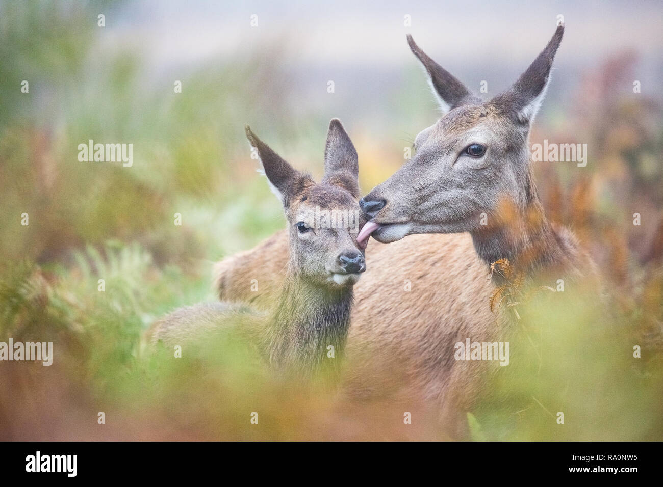 Red deer in Richmond Park, London during the rutting season Stock Photo