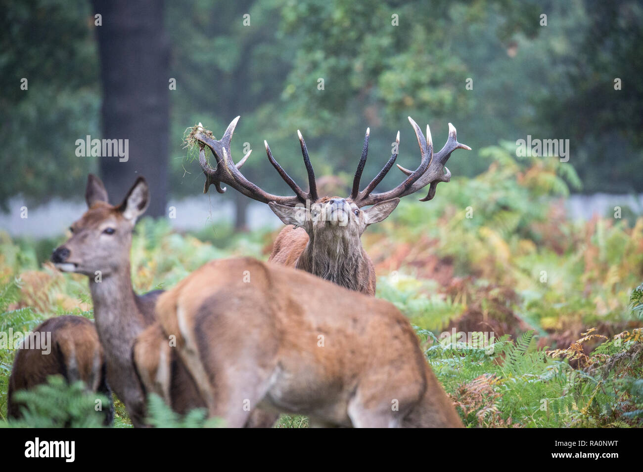 Red deer in Richmond Park, London during the rutting season Stock Photo