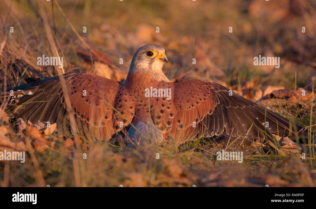 A Common kestrel in Wimbledon Common, London Stock Photo