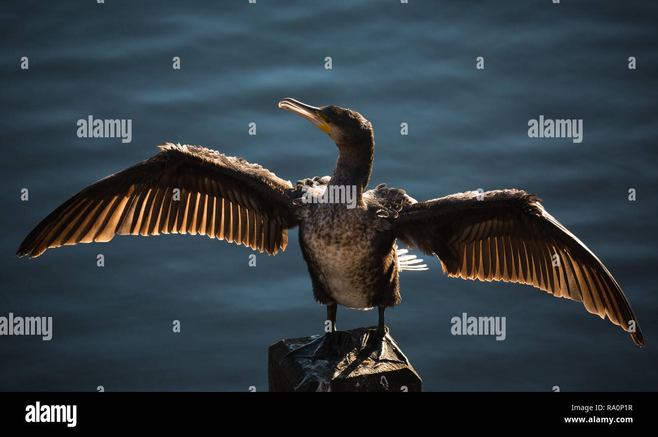 A cormorant in Hyde Park, London Stock Photo