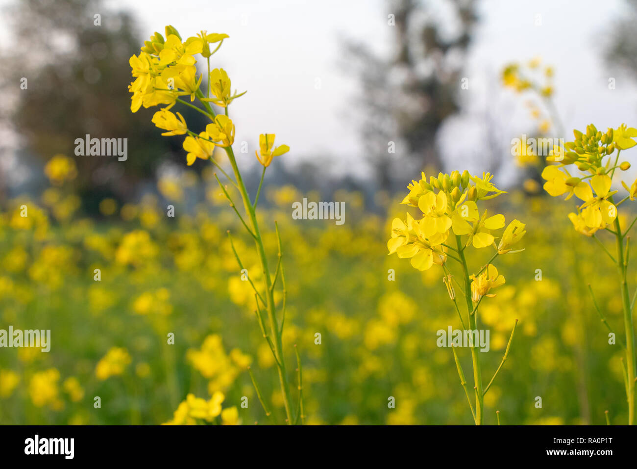 Mustard plant flower, become mustard seed , use for species and oil Stock Photo