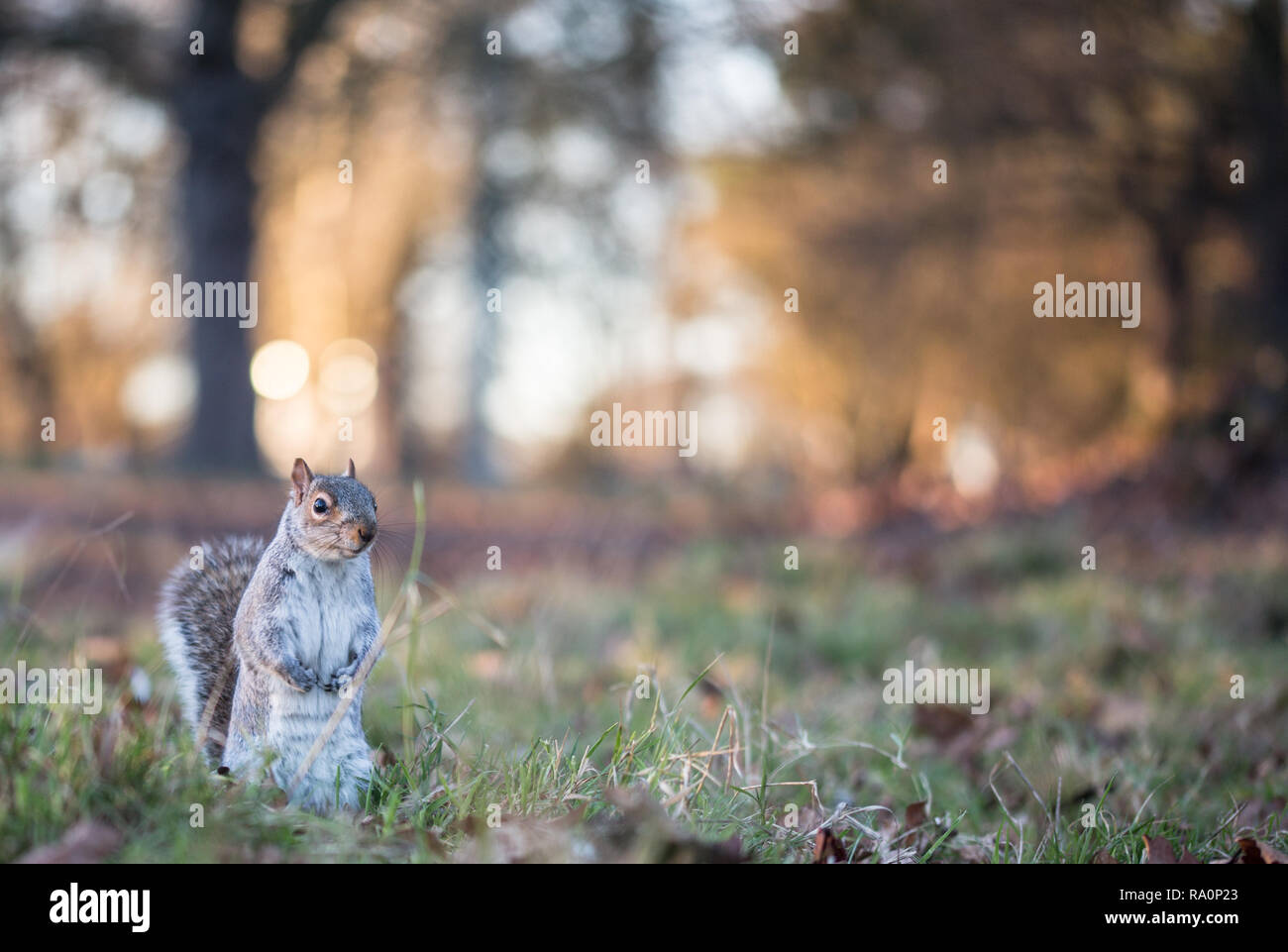 Grey squirrel in London Stock Photo