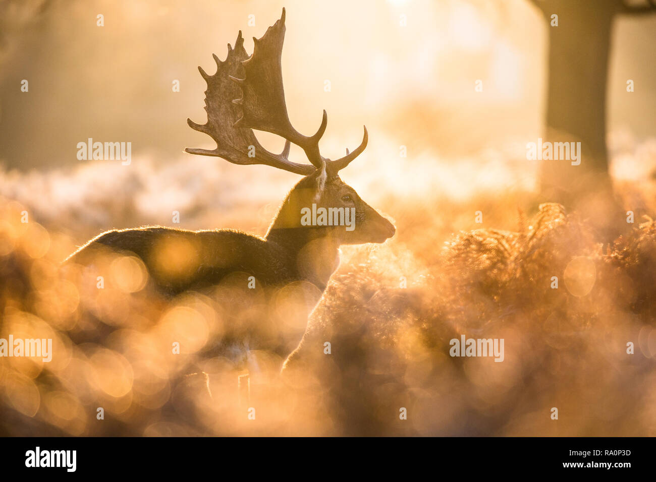 A fallow deer buck at sunset in Richmond Park, London. Stock Photo