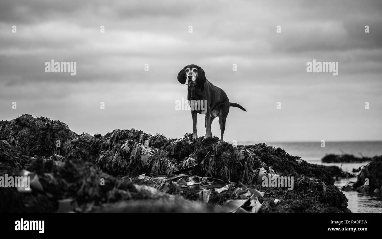 A black and tan coonhound walks on a beach in Cornwall. Stock Photo