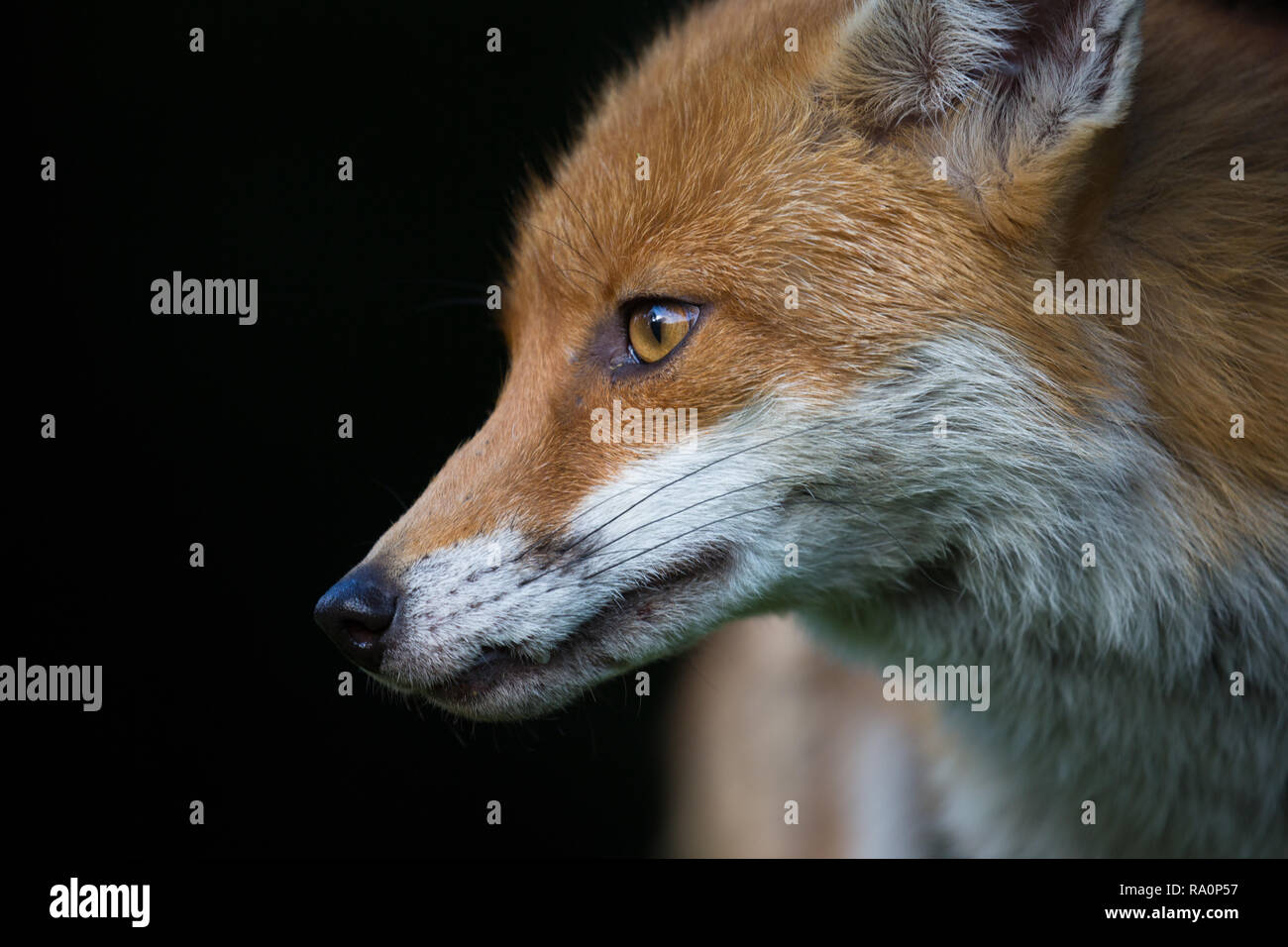 A Red fox portrait with a black background in London. Stock Photo