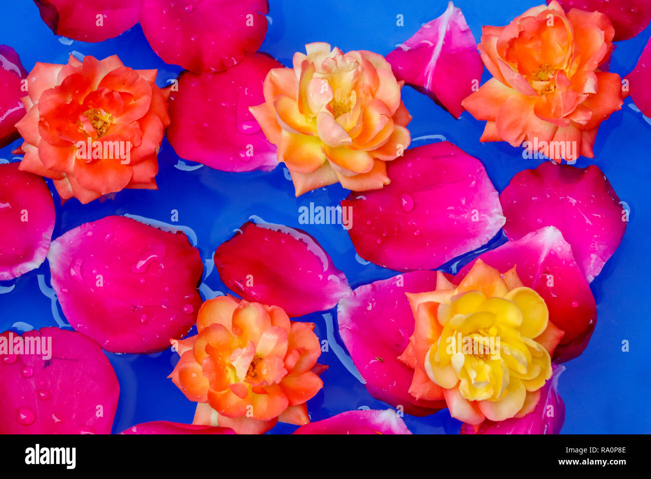 Red rose petals and yellow rose flower floting in water, blue