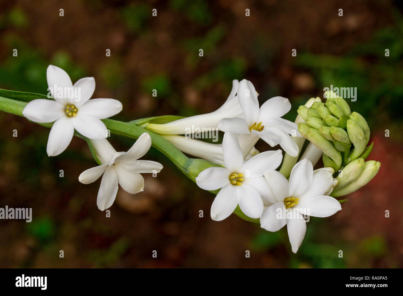 Tuberose flower hires stock photography and images Alamy