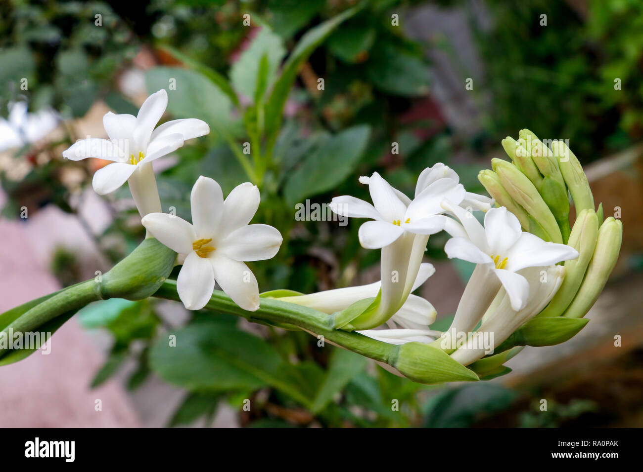 Rajnigandha Flower Wallpaper