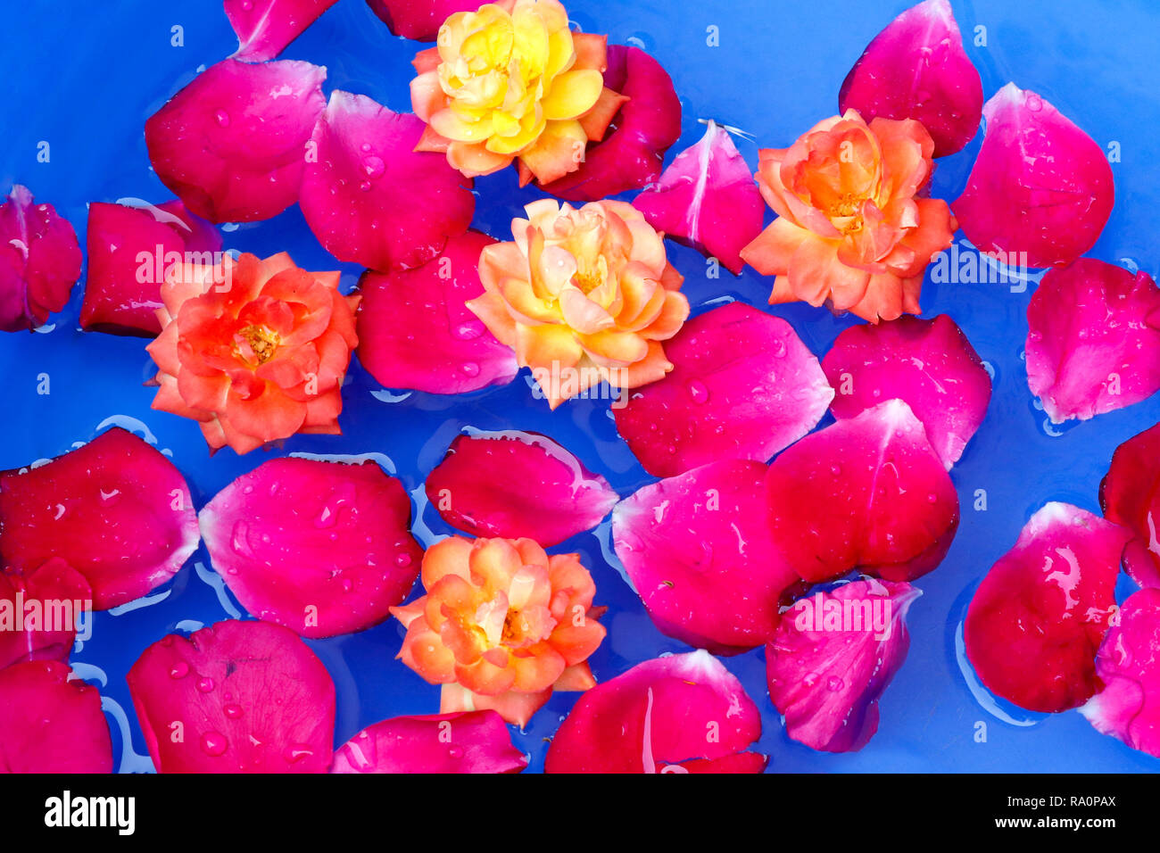 Red rose petals and yellow rose flower floting in water, blue