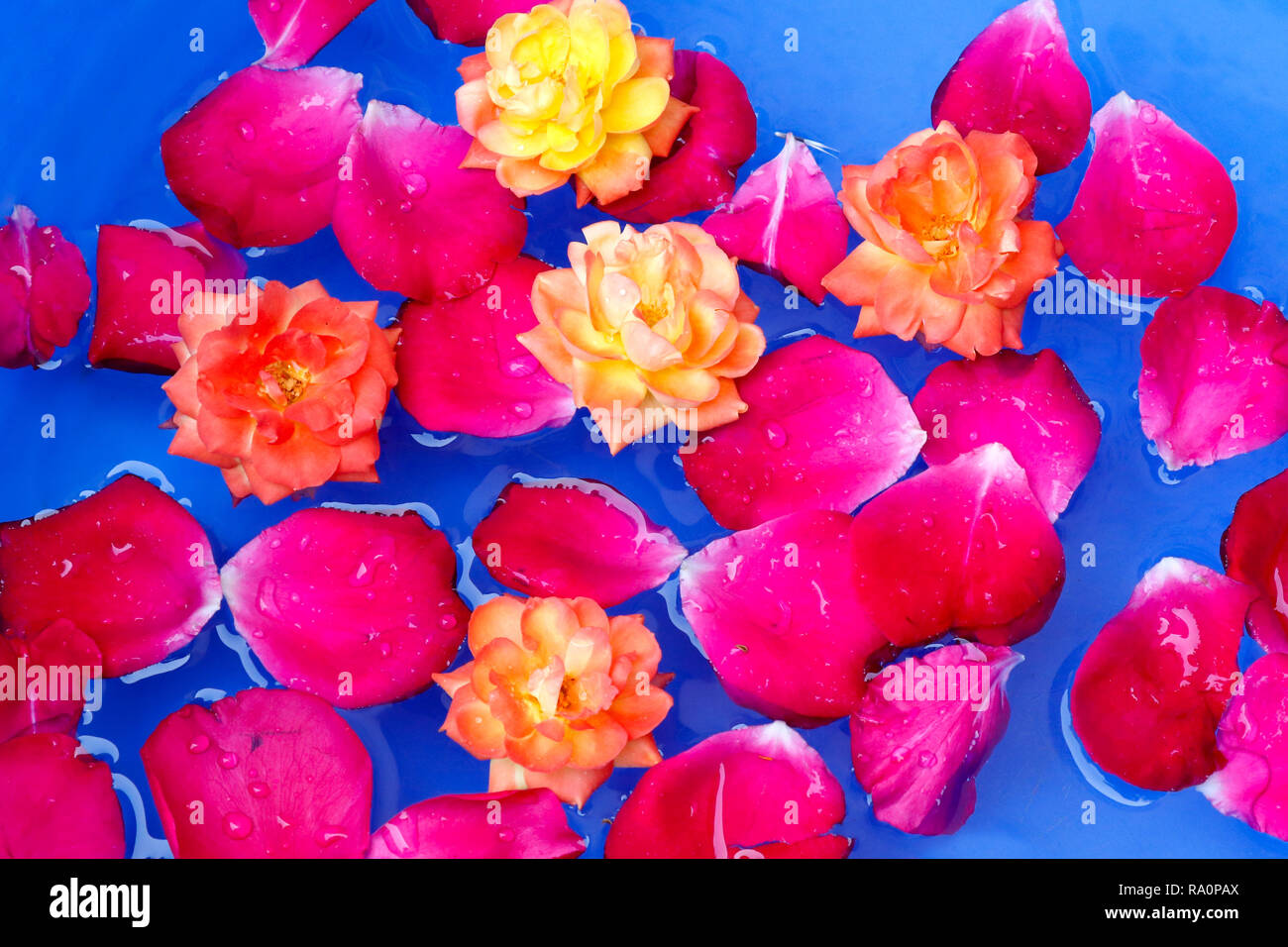 Red rose petals and yellow rose flower floting in water, blue background Stock Photo
