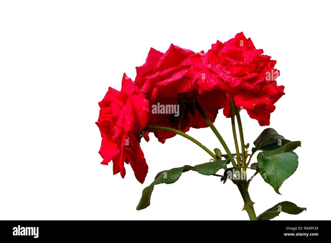 Bunch of red rose blooming, Isolated on white background, summar on a sunny day Stock Photo - Alamy