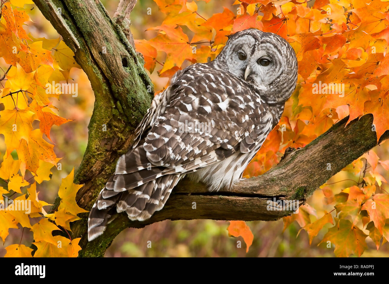 Barred Owl (Strix varia), Autumn colors, E. Deciduous forest, E USA, by Skip Moody/Dembinsky Photo Assoc Stock Photo