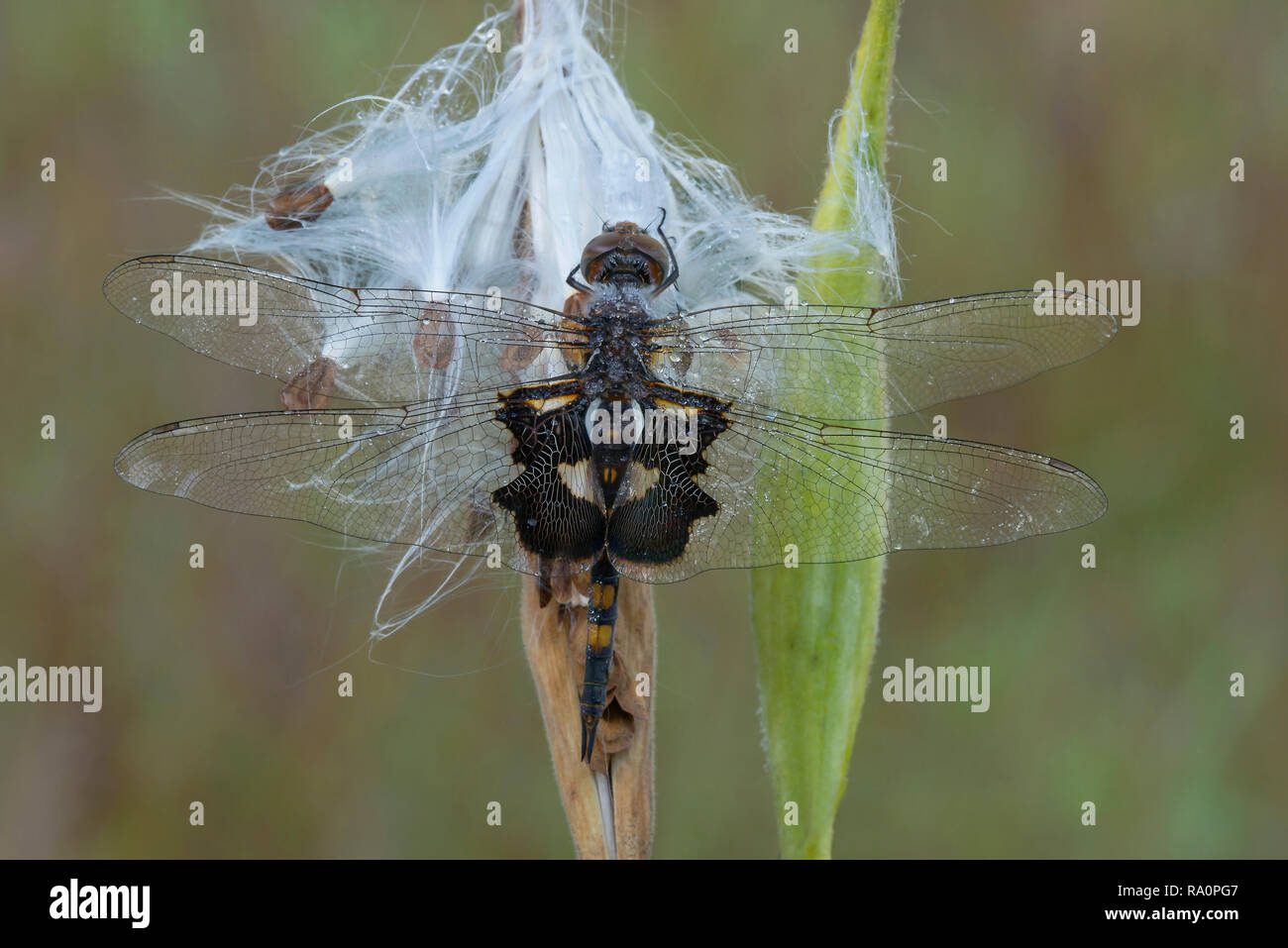 Black Saddlebags Skimmer Dragonfly (Tramea lacerata) Butterfly Milkweed seed pod (Asclepias tuberrosa)  E USA, by Skip Moody/Dembinsky Photo Assoc Stock Photo