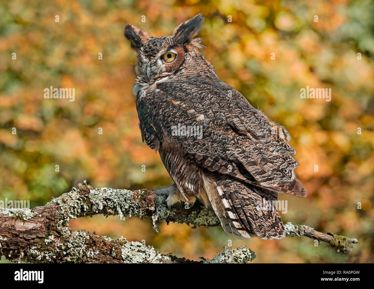 Great Horn Owl (Bubo virginianus) perched on limb, Autumn, E North America, by Skip Moody/Dembinsky Photo Assoc Stock Photo
