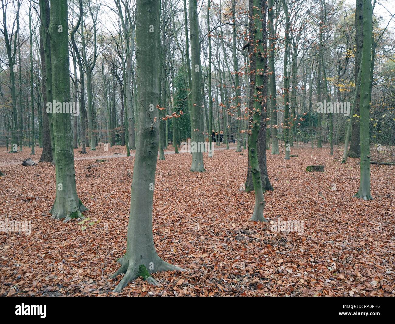 Autumn coloured forest with green tree trunk and brown and red leaves ...