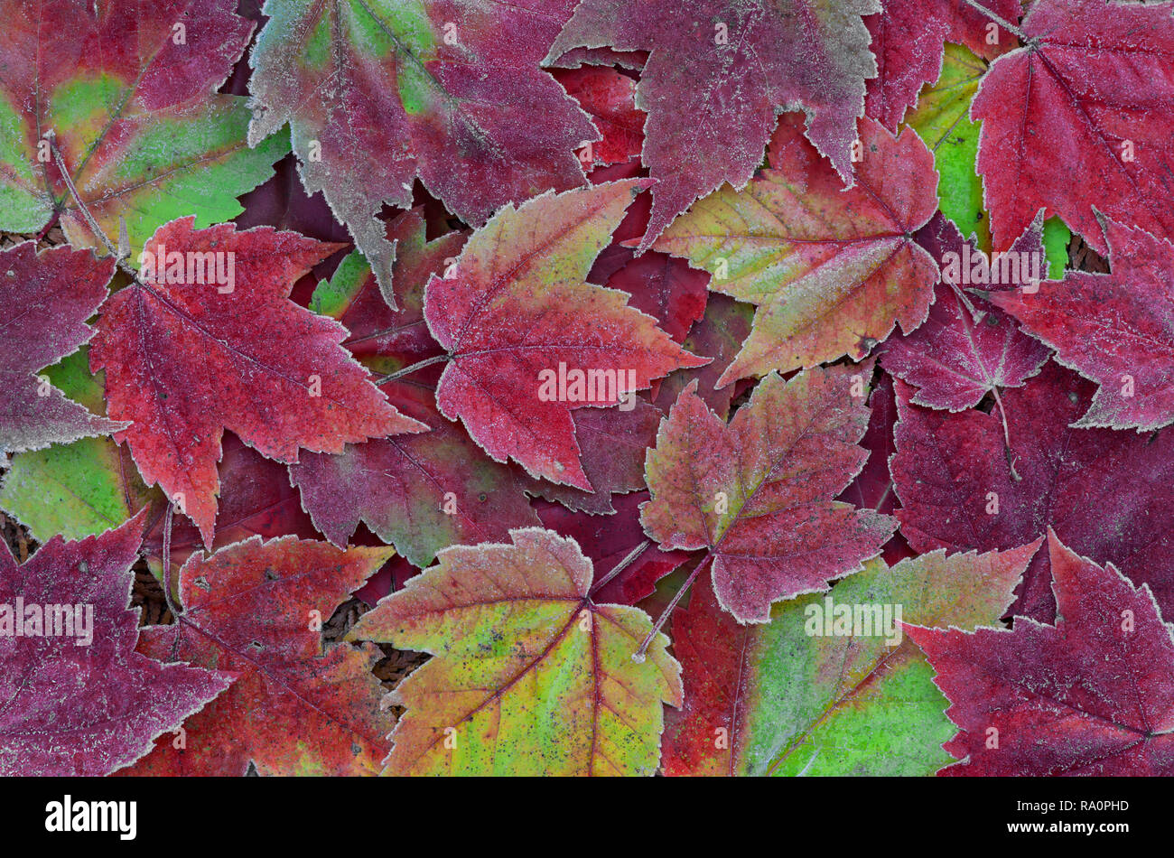 Frosted Maple leaves, forest floor, Autumn, E USA, by Skip Moody/Dembinsky Photo Assoc Stock Photo