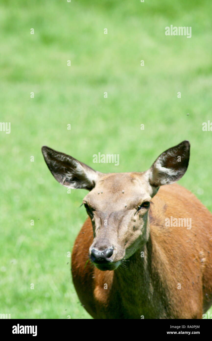 a female red deer on a green field Stock Photo