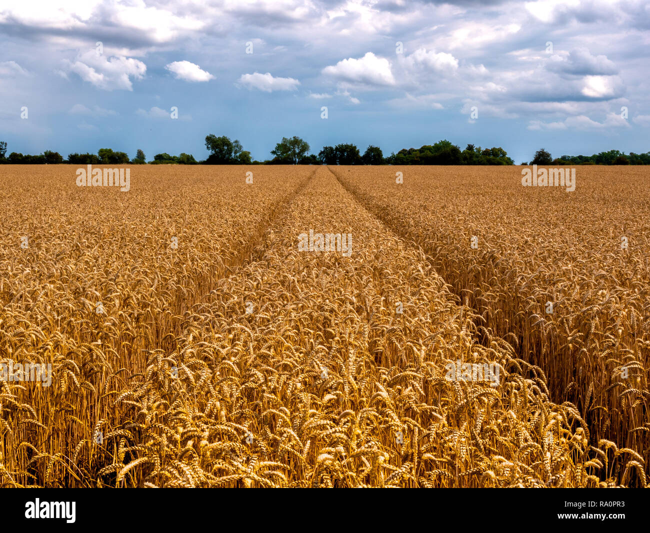 Polish grain hires stock photography and images Alamy