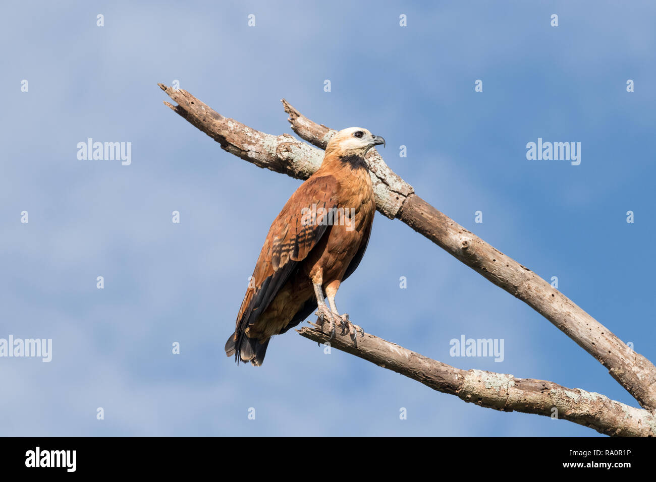 Black-collared hawk in Porto Jofre Stock Photo