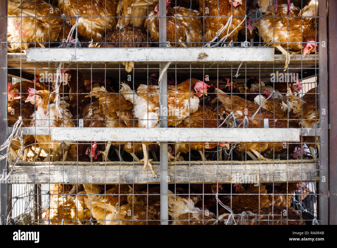 262 Poultry Slaughterhouse Stock Photos - Free & Royalty-Free Stock Photos  from Dreamstime