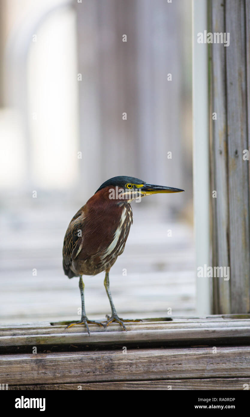 Green Heron (Butorides virescens) stands on wooden dock in Florida Stock Photo