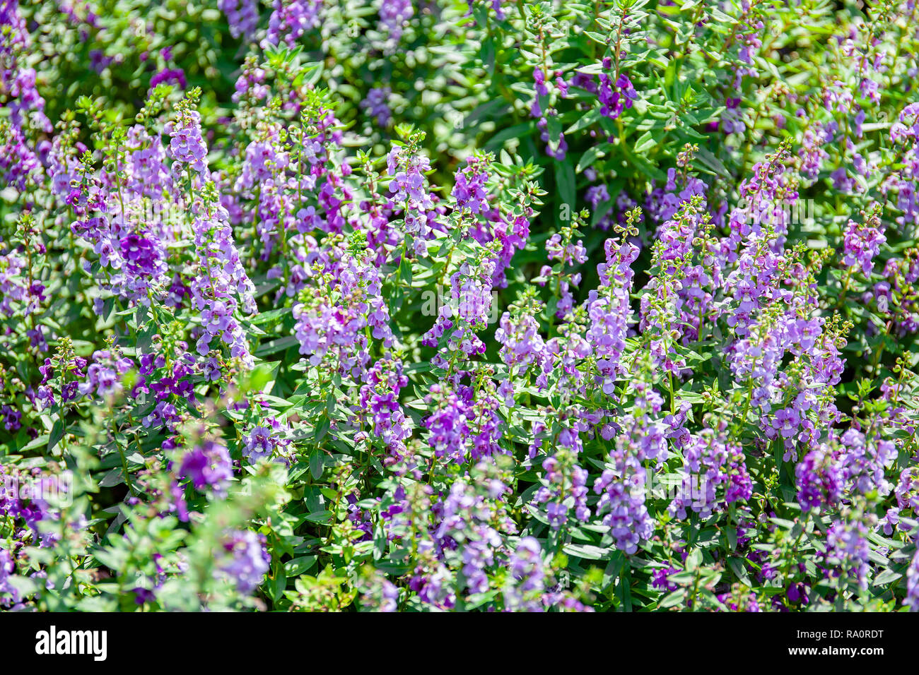 Purple color flower hi-res stock photography and images - Alamy