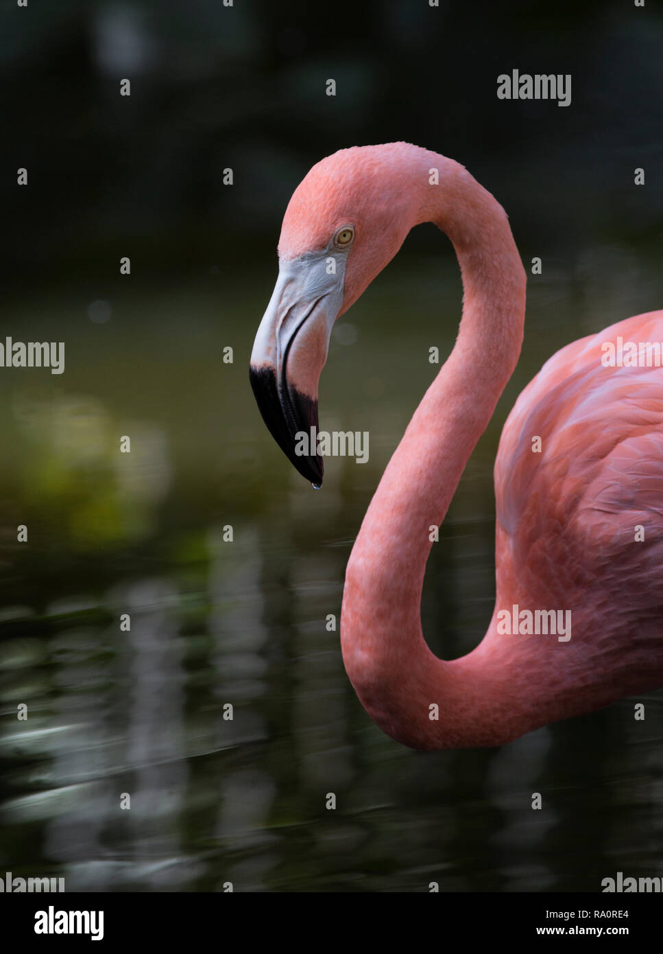 American Flamingo (Phoenicopterus ruber) at Flamingo Gardens, Florida, USA Stock Photo