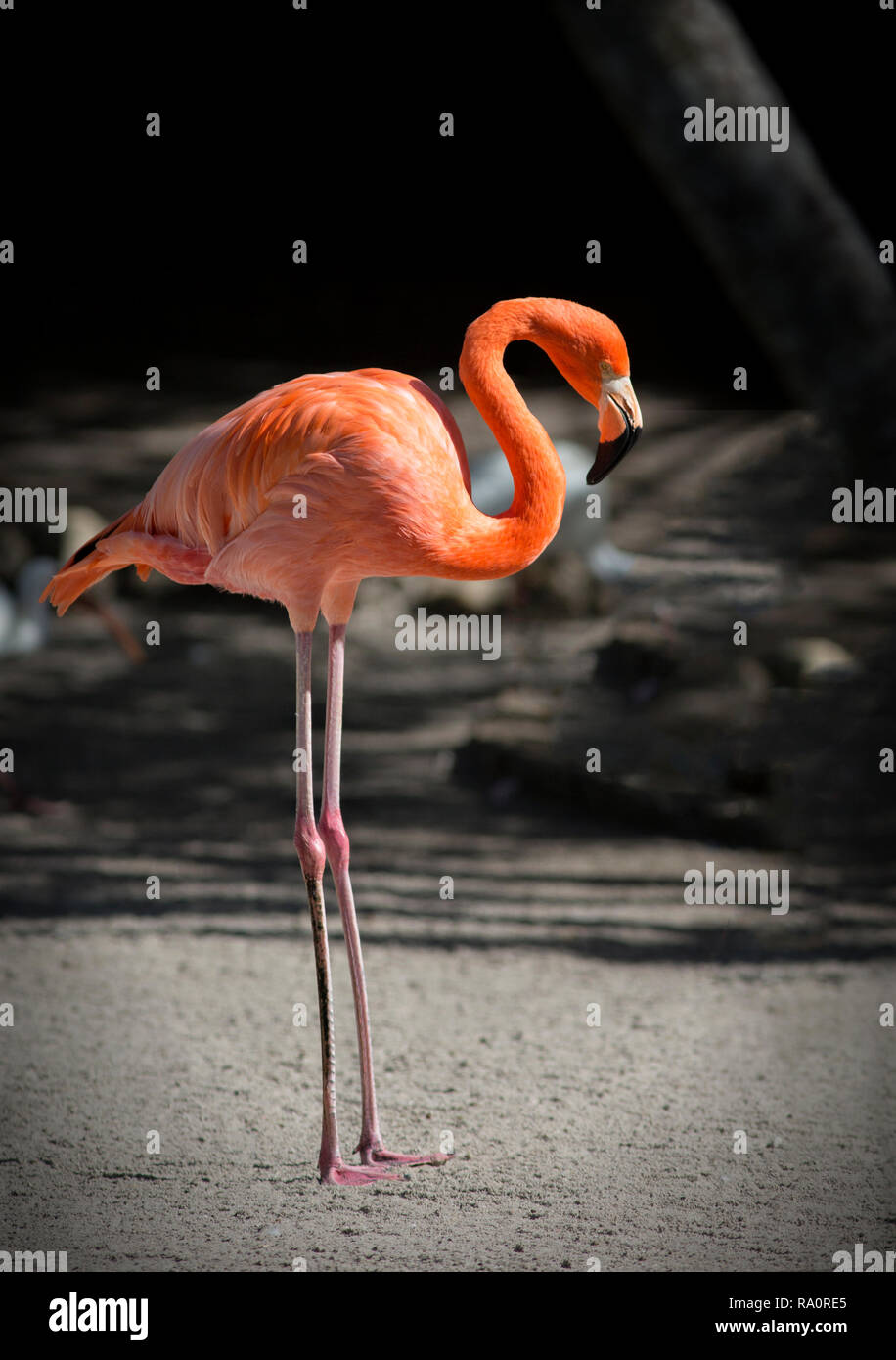 American Flamingo (Phoenicopterus ruber) at Flamingo Gardens, Florida, USA Stock Photo