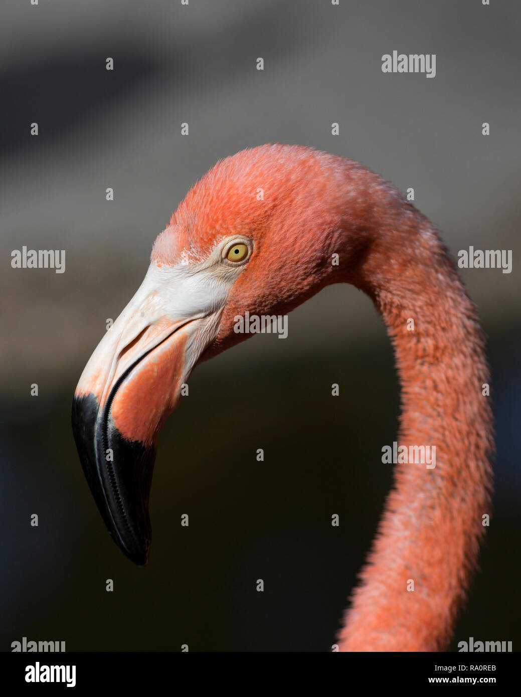 American Flamingo (Phoenicopterus ruber)  in a close up face portrait with a stern gaze, USA Florida Stock Photo
