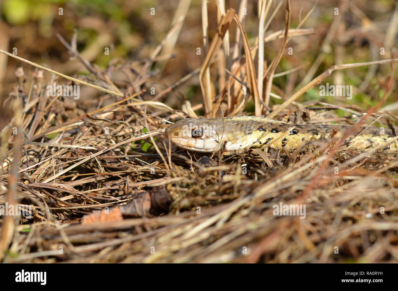 Garter Snake Close Up Stock Photo