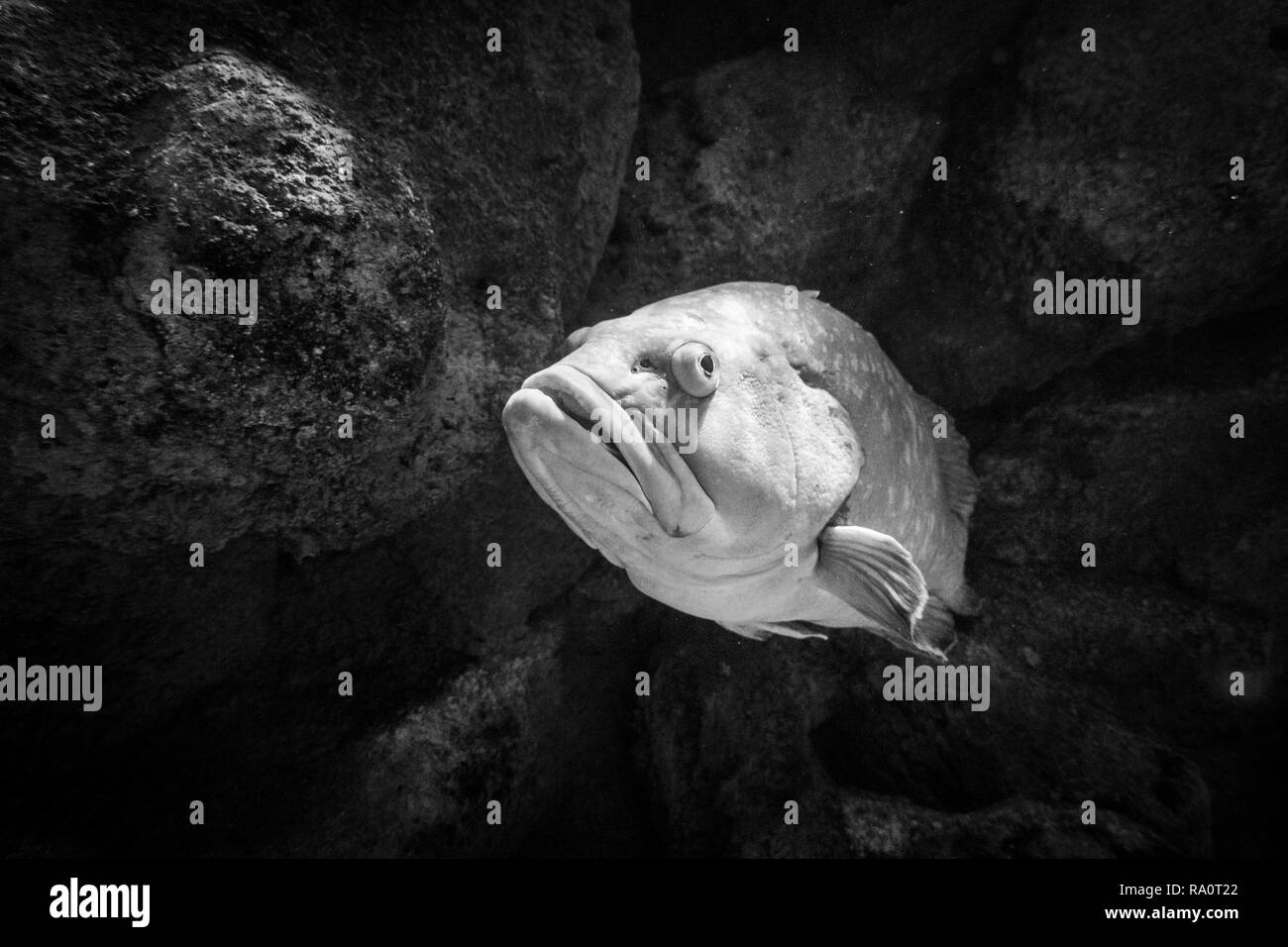 A Fish around big black rocks in the sea  Crete Greece Europe Stock Photo