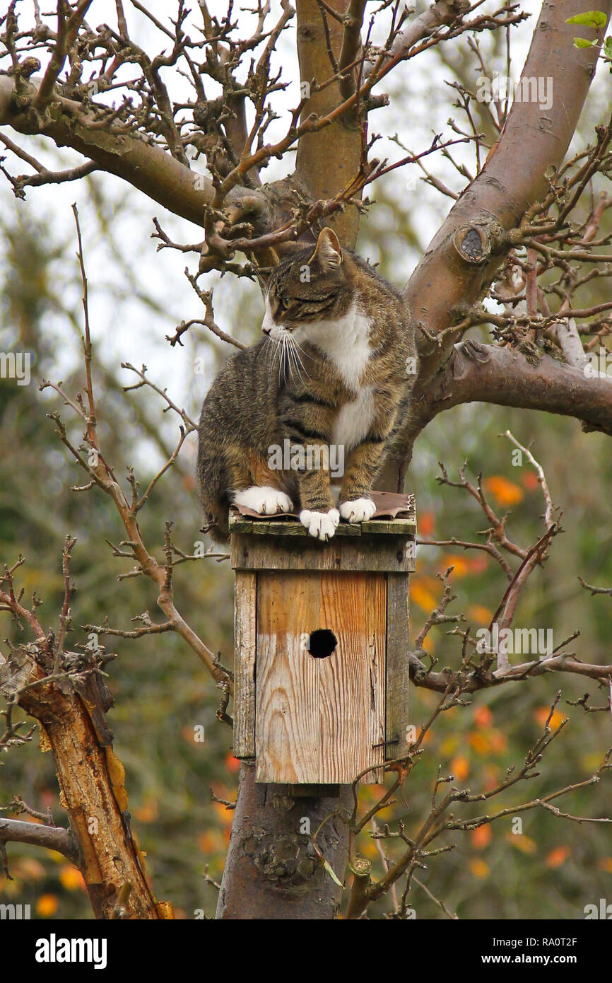 house cat sitting on roof of bird nesting box, Brandenburg, Germany Stock Photo