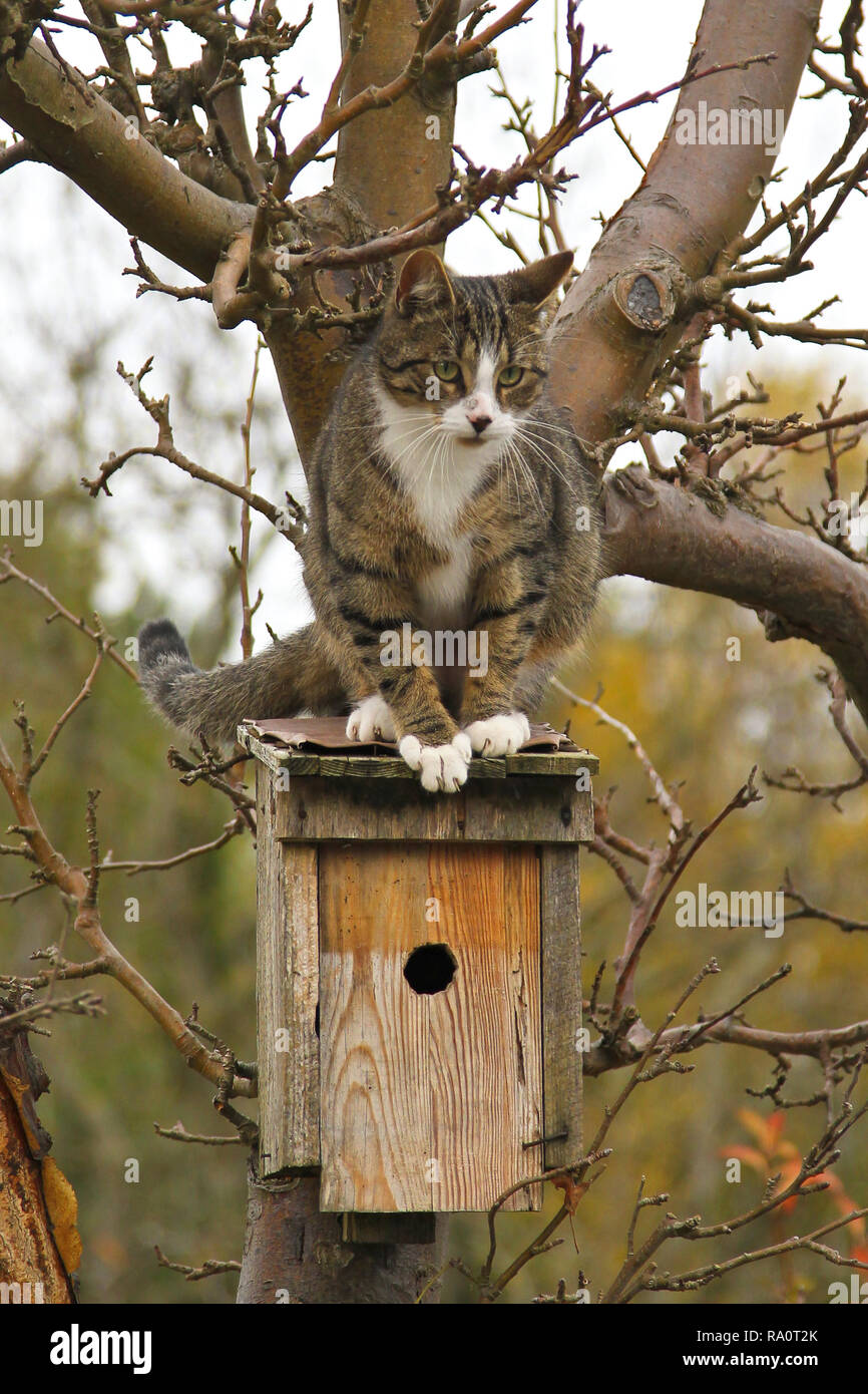 house cat sitting on roof of bird nesting box, Brandenburg, Germany Stock Photo