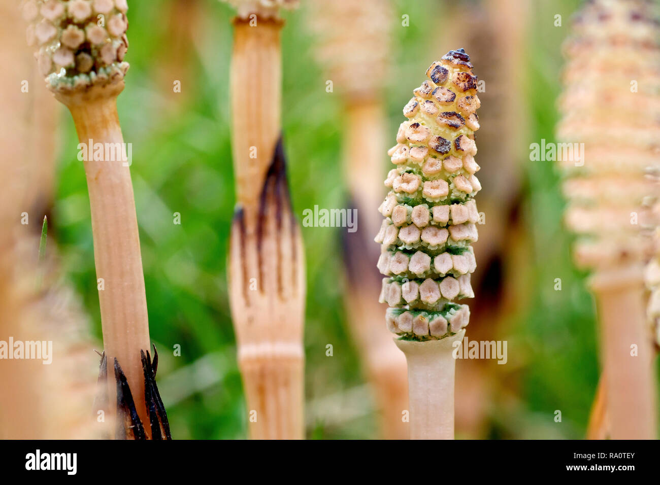 Field Horsetail (equisetum arvense), close up of one of the very primitive looking flowering spikes amongst many. Stock Photo