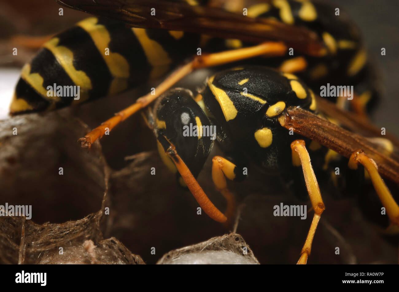 European paper wasp (Polistes dominula) guarding nest with eggs. Stock Photo