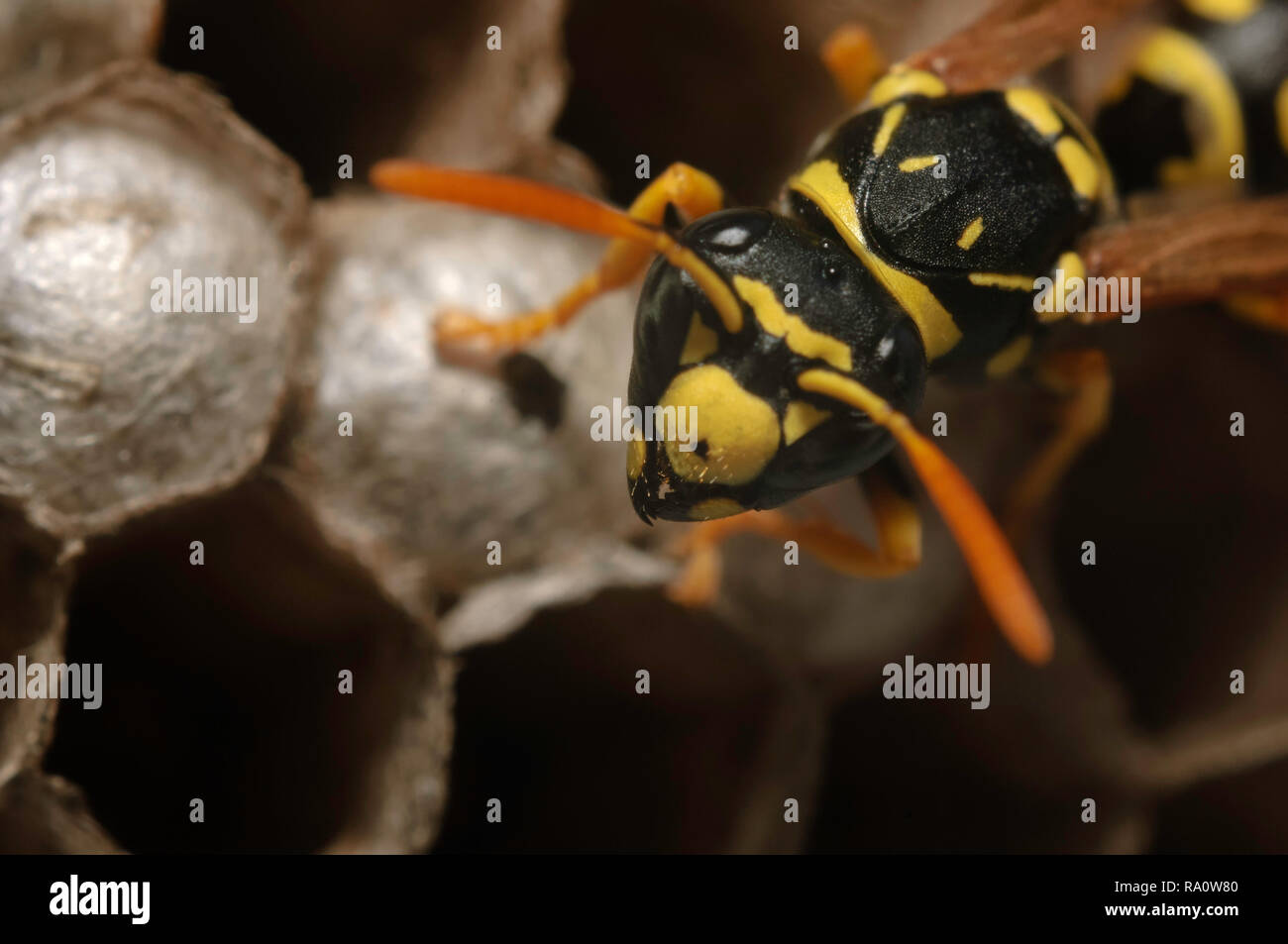 European paper wasp (Polistes dominula) guarding nest with eggs Stock