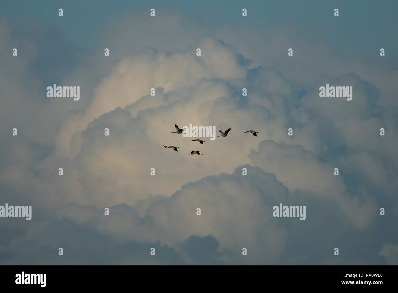 Common Cranes (Grus grus) flying in front of massive cumulus cloud formation, Island Ruegen, Baltic Sea, Mecklenburg-Western Pomerania, Germany Stock Photo