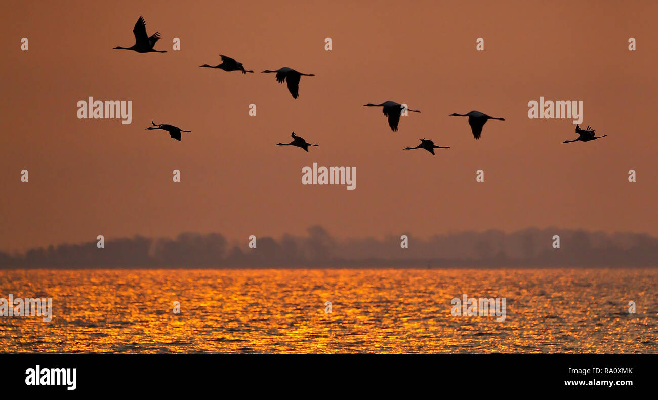 Common Cranes (Grus grus) migrating and flying over Baltic Sea in sunset, Mecklenburg-Western Pomerania, Germany Stock Photo