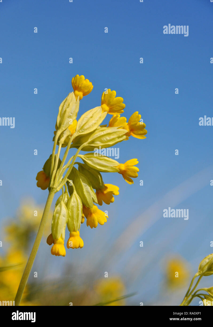 Detail of Wild yellow flowers - Cowslip / cowslips uk Stock Photo