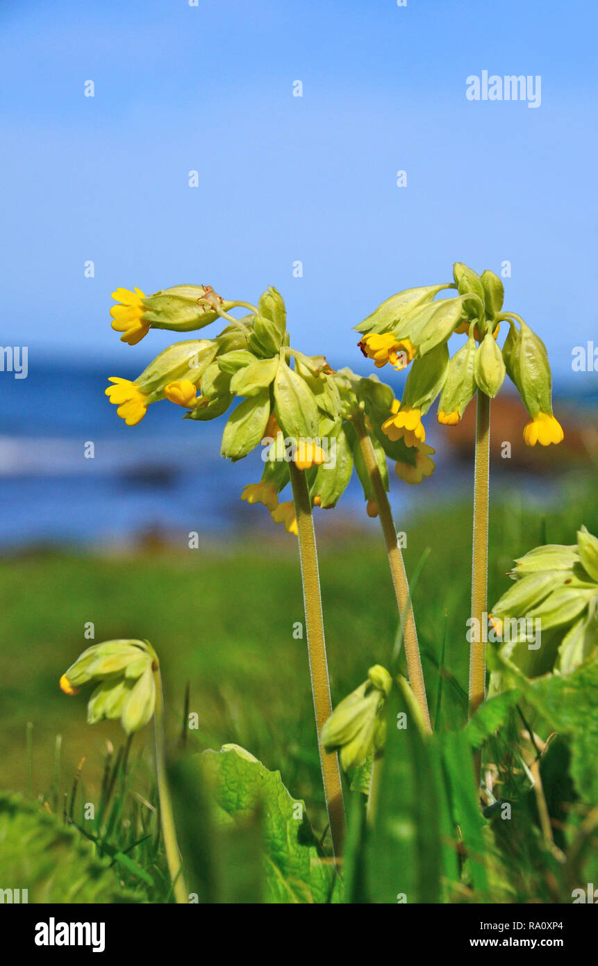 Wild yellow flowers Cowslip growing on verges of coastal footpath in